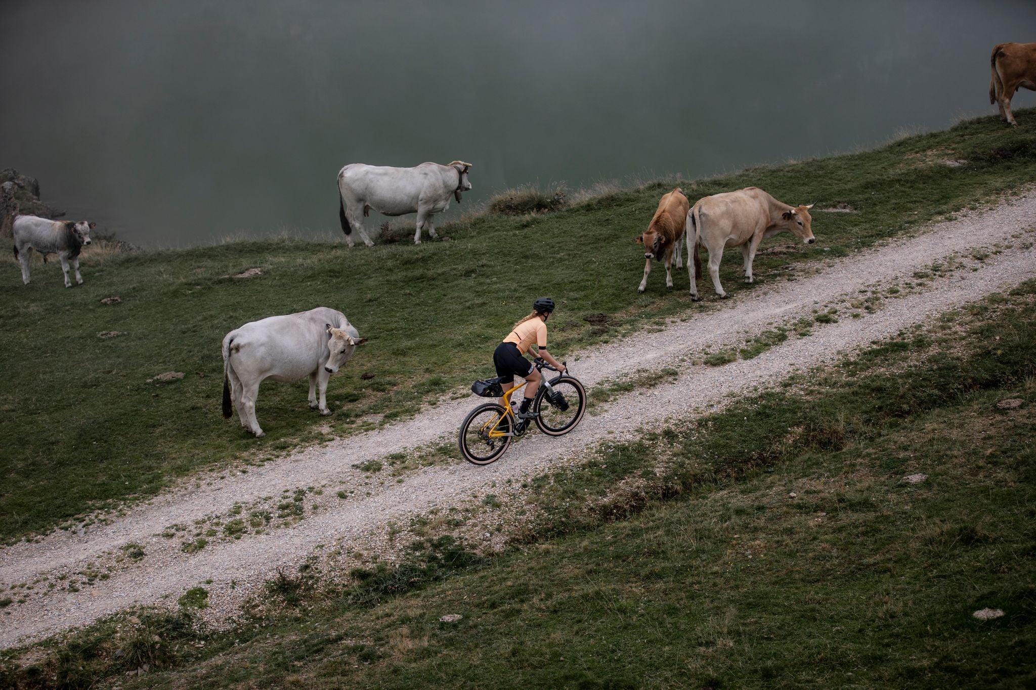 person cycling on a gravel trail with cows in field on a ridley gravel bike
